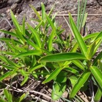 Knoxia spicata (Thwaites ex Trimen) Ridsdale